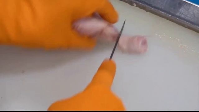 The Real Scene of the Chicken Slaughter Line смотреть онлайн