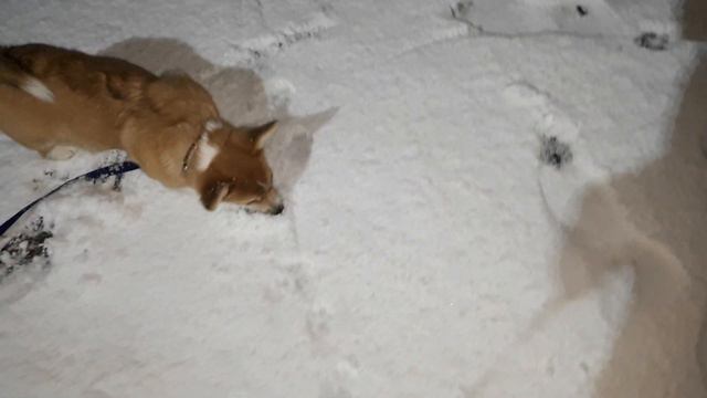 Кекс и первый снег! Мне 3 месяца. смотреть онлайн
