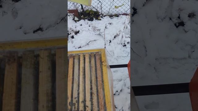 Как я ОБЪЕДИНИЛ ДВЕ СЕМЬИ ПЕРЕД МОРОЗОМ что из этого вышло НЕ ПЕРЕДРАЛИСЬ ЛИ ПЧЁЛЫ  ✅???