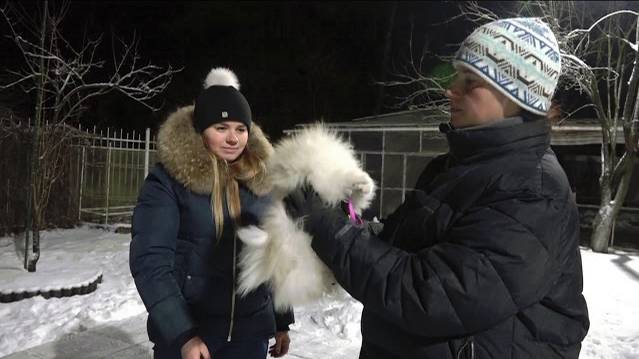 ДТ-111.  Шпиц-крокодил.