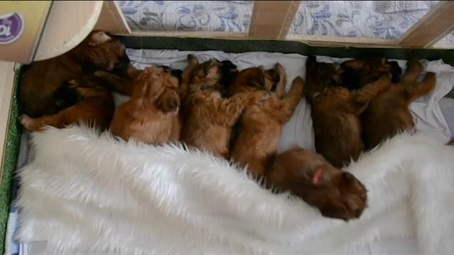 sleepy puppies Vitalicity kennel FCI смотреть онлайн