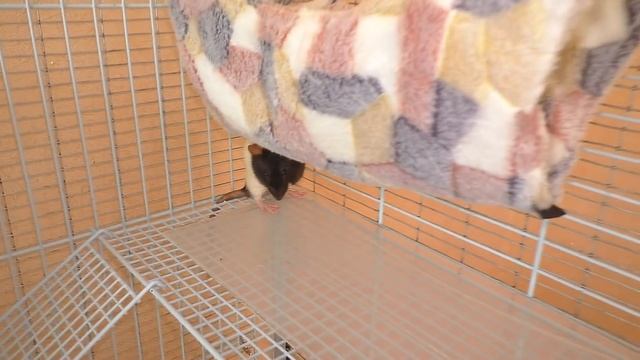 ЗООПОКУПКИ / ДАРИМ НОВОГОДНИЕ ПОДАРКИ / КРЫСЫ и ХОМКИ/ Alisa Easy Pets смотреть онлайн