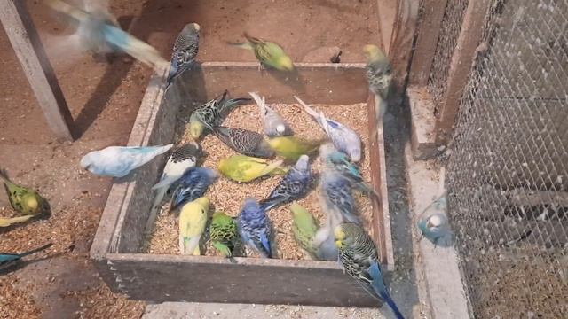 волнистые попугаи.овощи и фрукты для волнистых попугаев смотреть онлайн