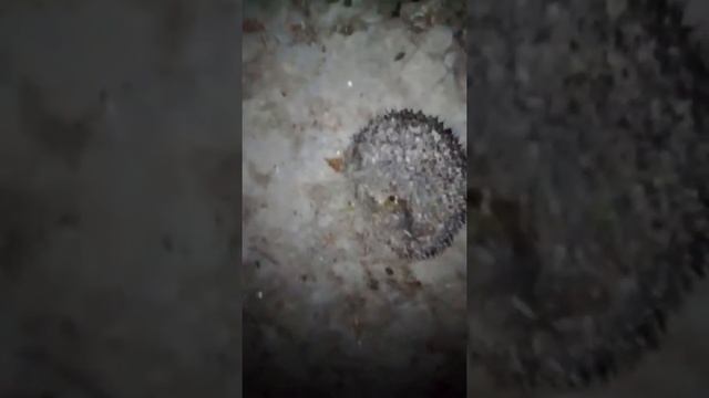 ночной визитёр.Ёж колючий. смотреть онлайн
