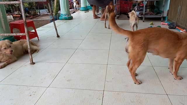 Trời mưa cho đàn cún ăn bánh đỡ buồn смотреть онлайн