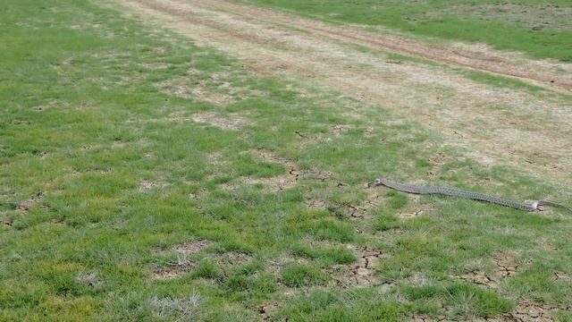 Сарматский полоз. Керченский полуостров. смотреть онлайн