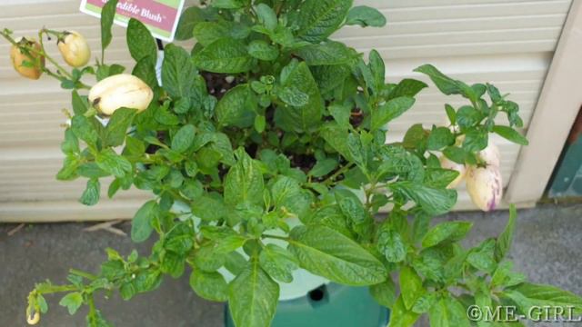 My Pepino plants collection update - Dec 2022 смотреть онлайн