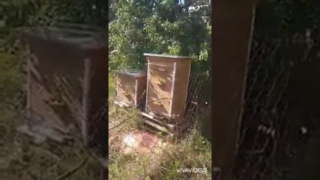 Результат работы ловушек на ос и шершней (4 дня после установки) смотреть онлайн