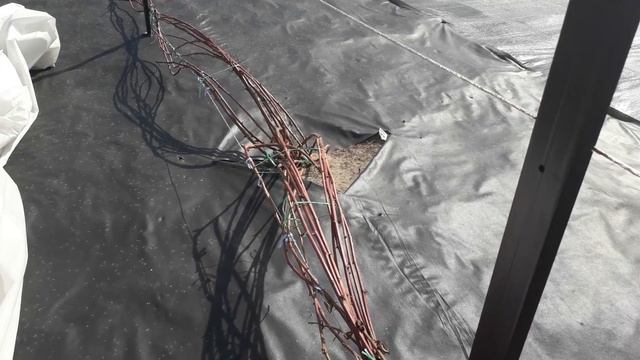 Перезимовавшая  рассада