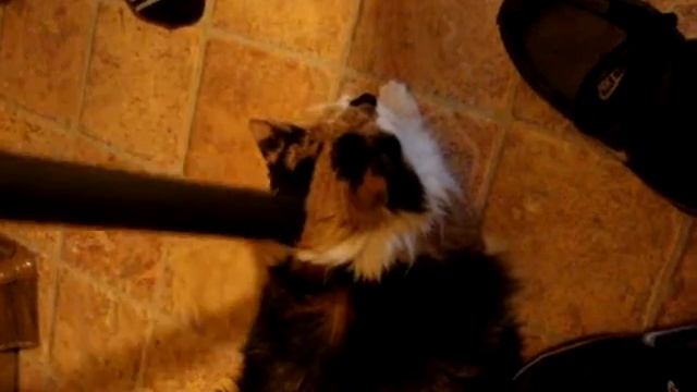 котэ и пылесос смотреть онлайн