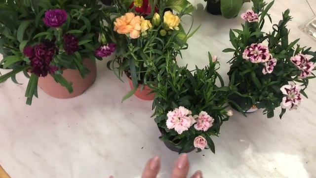 Кустик гвоздики с оби .Гвоздика санфлор блинг, может ли зимовать?можно ли высаживать в сад? смотреть онлайн