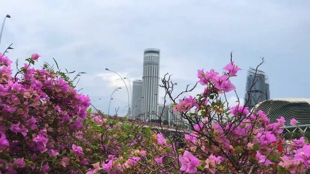 Singapore 2018.06 - 01 (Сингапур, Статуя Мерлиона,Плавучий стадион,Сады у Залива)