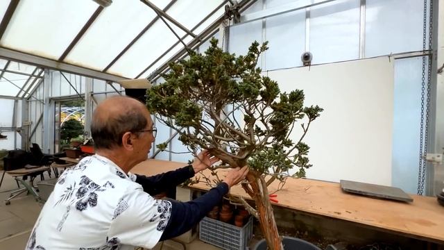Making Bonsai From Squamata смотреть онлайн