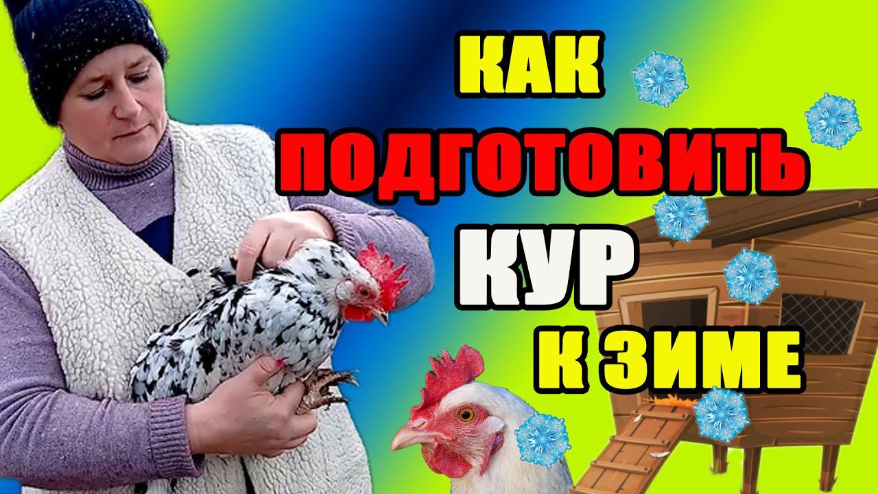 Как подготовить кур к зиме. Основные правила содержания кур. смотреть онлайн