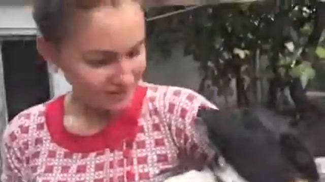Бадди любит сидеть на ручках ))) смотреть онлайн