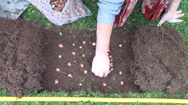 How to Plant & Grow a Crocus Lawn || Spring & Autumn Flowering Crocuses смотреть онлайн