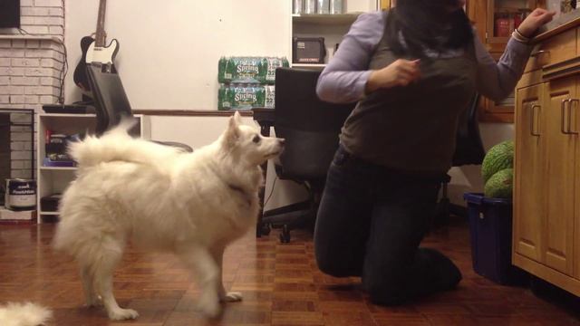 American Eskimo Dog Niko does tricks смотреть онлайн