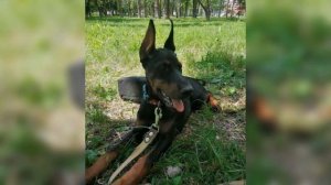 возьму щенка добермана в добрые руки