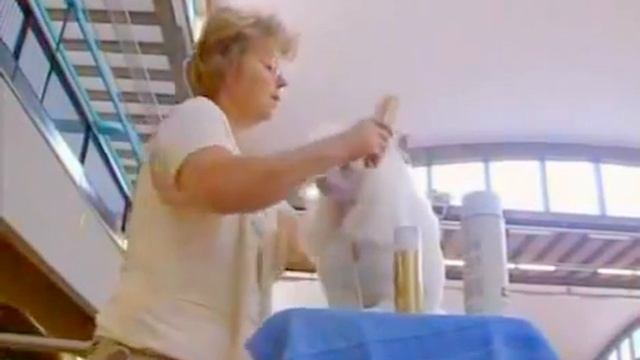 пудель , всё о породе. смотреть онлайн