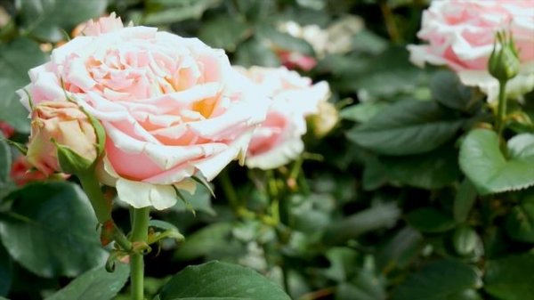 Видео обзор розы Геральдина (Чайно гибридная) Geraldine (Interplant Нидерланды)