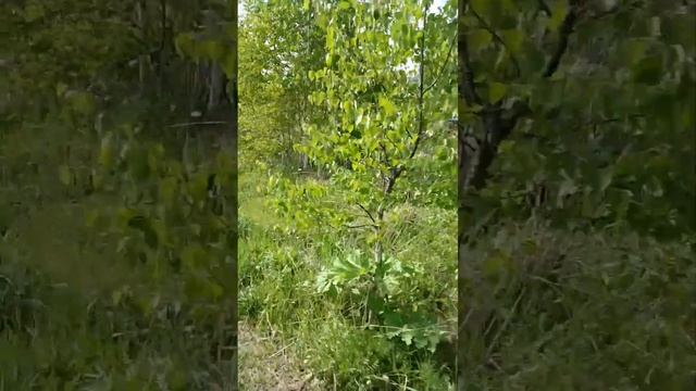 Макс Вертиго песня "Большегруз 40 rus". Еду на мотоблоке за досками. смотреть онлайн