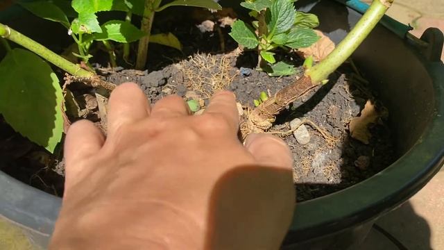 Гортензии крупнолистные Как я сажаю растения Красивая Клумба за год? смотреть онлайн