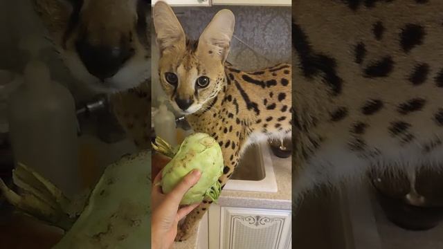 Сервал испугался кольраби? смотреть онлайн