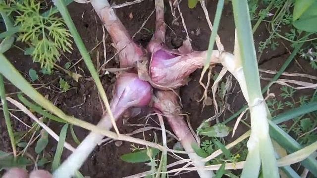 Лук-шалот. Удмуртские сорта смотреть онлайн