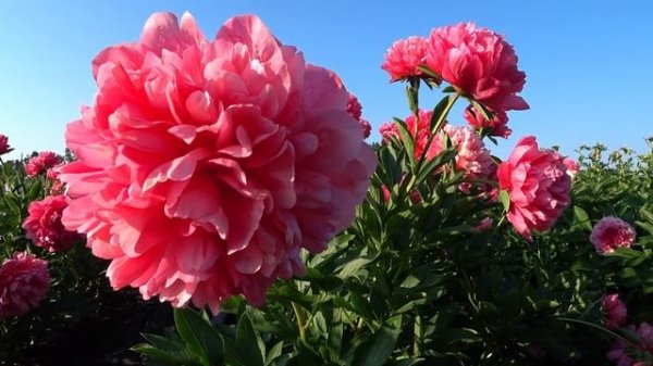 Уникальный оранжево-томатный пион LORELEI / Сад Ворошиловой