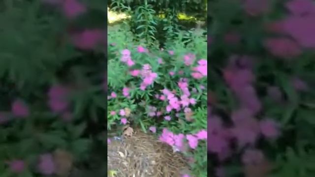 Anthony Waterer Spirea смотреть онлайн