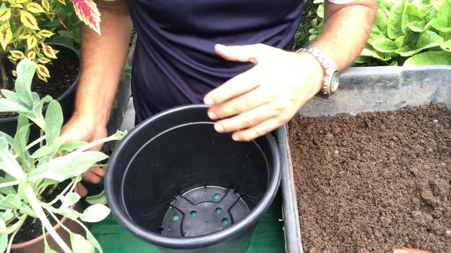 COMO PLANTAR PEIXINHO (Stachys Byzantina) смотреть онлайн