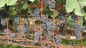 Лучшие винные и универсальные сорта винограда для приусадебного хозяйства. Обзор 2020