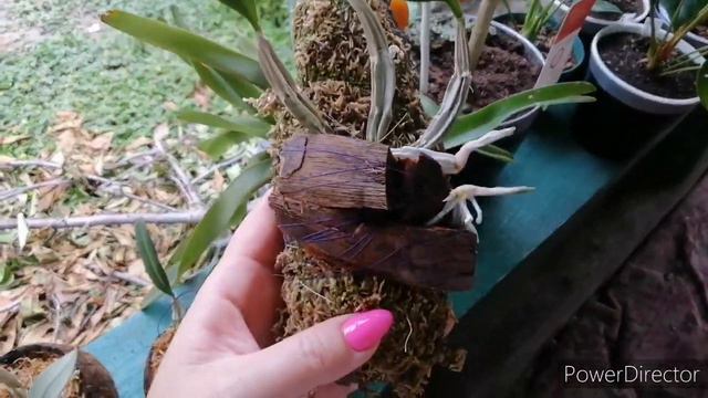 Орхидеи на улице. И не только орхидеи смотреть онлайн