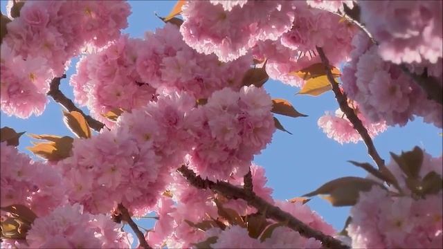 Весна пришла! Первый День Весны! Весенняя природа смотреть онлайн