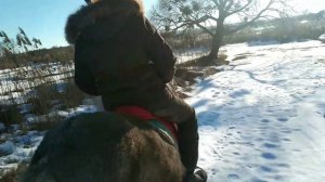 ЗАЕЗДКА ЖЕРЕБЦА ПОНИ В СЕДЛО. Шетлендский пони. Часть 2