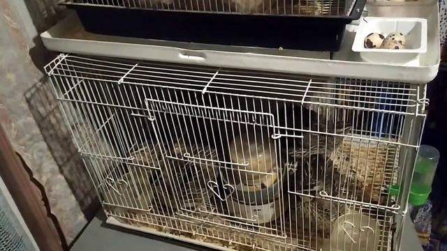 Перепелки начали нестись