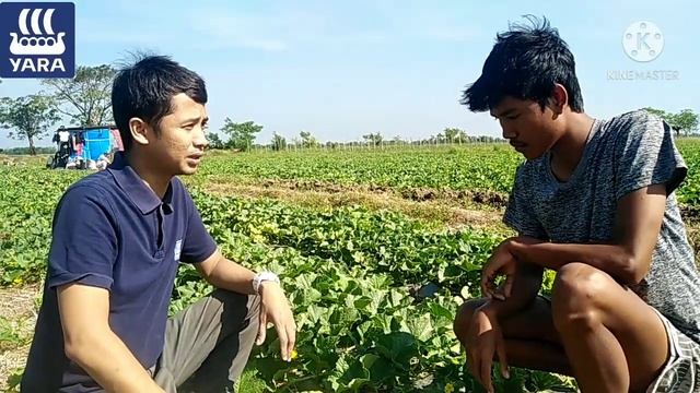 Result Application Of Yara Mila Grower And Yara Liva Nitrabor In Sweet Melon. ???