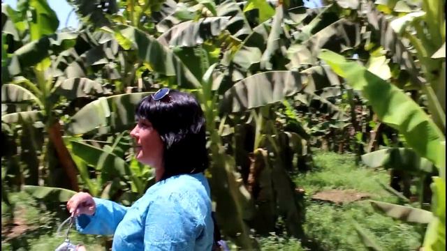 Как растут бананы/Банановая плантация смотреть онлайн