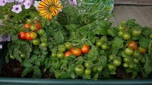 Томат сорта Пиноккио