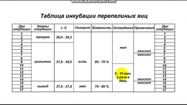 Инкубационный режим перепелиных яиц - (часть 2) смотреть онлайн