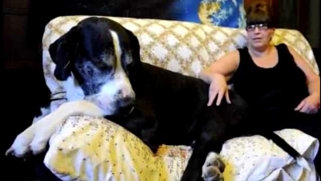 Жена уговорила мужа завести крохотного щенка. Но тот вырос и сильно удивил хозяев смотреть онлайн