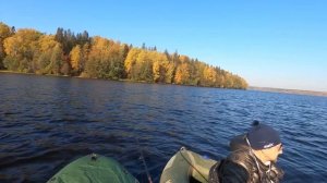 NORSTREAM AGGRESSOR 4-18, 4 октября охота на судака, а в прилове окунь)))