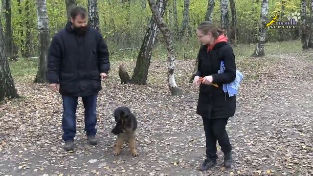 НЕМЕЦКАЯ ОВЧАРКА щенки - мифы и реальность, АНАЛИЗ ПОВЕДЕНИЯ щенка (часть 2) смотреть онлайн