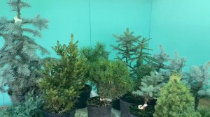 БИЗНЕС НА ХВОЙНЫХ РАСТЕНИЯХ | КАКОЙ ГРУНТ НУЖЕН ХВОЙНЫМ | ПИТОМНИК С НОЛЯ