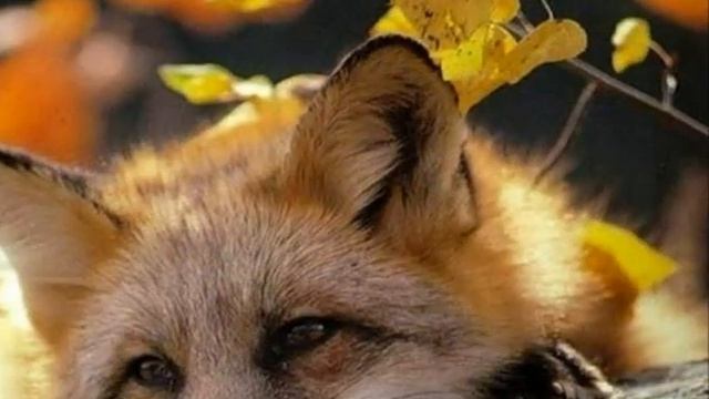 Улетают птицы словно годы Сл Л Гржибовской Т Морозовой Муз Исп С Морозов смотреть онлайн