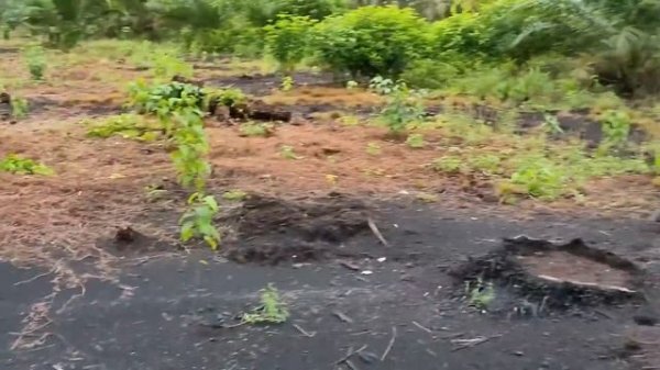 Sacha Inchi ( Сача Инчи)  |  Интересные факты об орехе