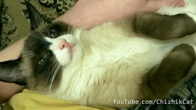 Мой любимый СНОУ-ШУ кот Чижик (2012-2021) смотреть онлайн