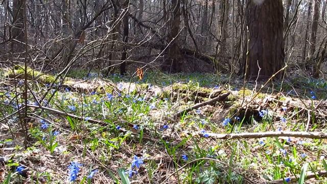 The first spring flowers in the forest Первые весенние цветы в лесу смотреть онлайн