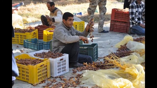 Сбор фиников в Тунисе смотреть онлайн