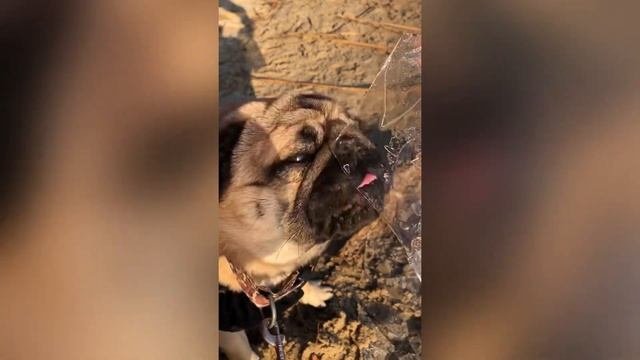 Мопс на прогулке ? Гуляю с мопсом Ричи на речке Днепр?❄️? Весёлый мопс?? смотреть онлайн